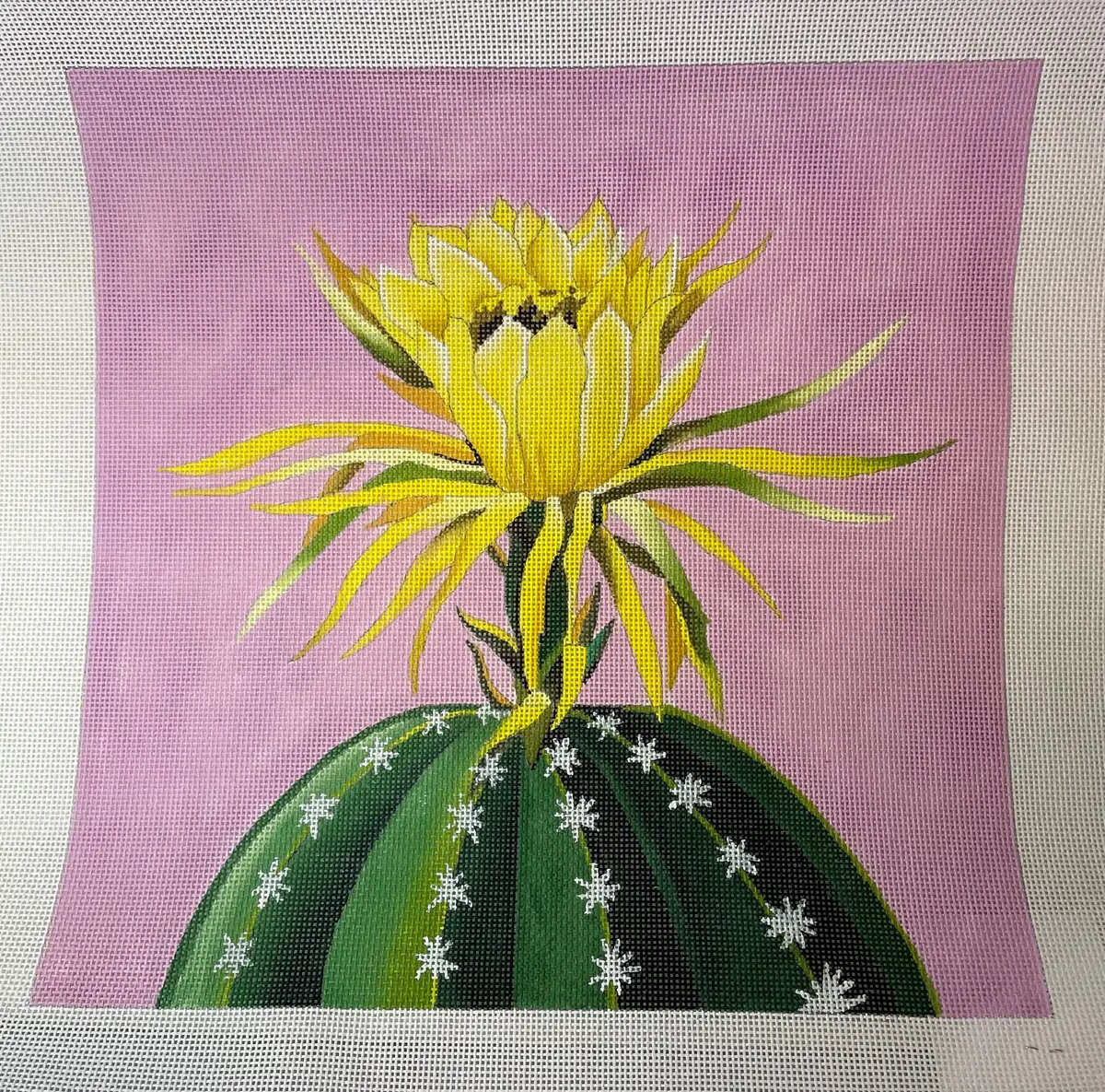 *Sale Colors Of Praise Ff328 Blooming Cactus On Pink 1